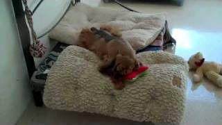 The Dobson Girls Love Their Pet Paradise VIP Suite!