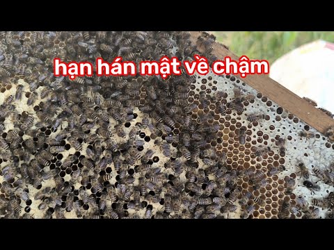 nắng nóng kéo dài kiểm tra mật thế nào?