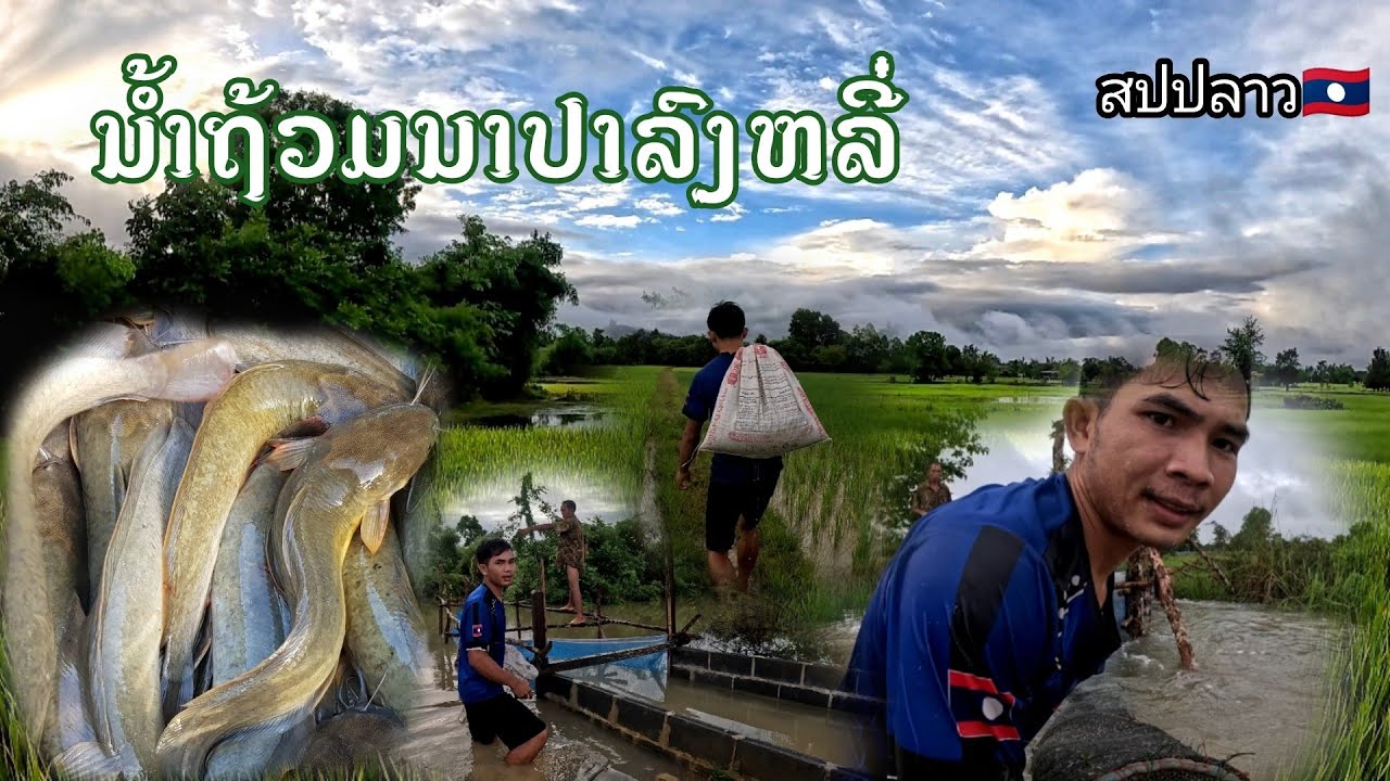 ຍາມນາປາລົງຫຼີ່//ยามนาปลาลงหลี่ ปลาลงต้อน ບ່າວຮຽງ ຄົນຫາກິນ BOUNHIENGพรานบุญเฮืยง สปปลาว🇱🇦
