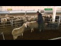 Новые технологии в Приднестровье: производство овечьего сыра и брынзы