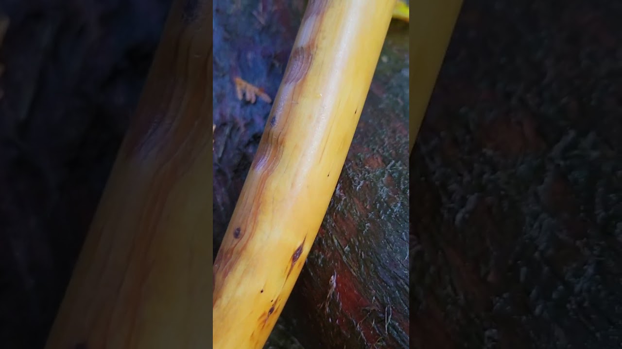 yew bows sap wood 🏹