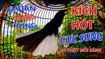 Choè than mồi hót réo kích bổi ức chế đấu lại | Chòe than hót giọng rừng cực phê #choethan