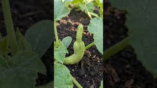 #gaussview #100k #garden #funnyshorts #satisfying #vegetables