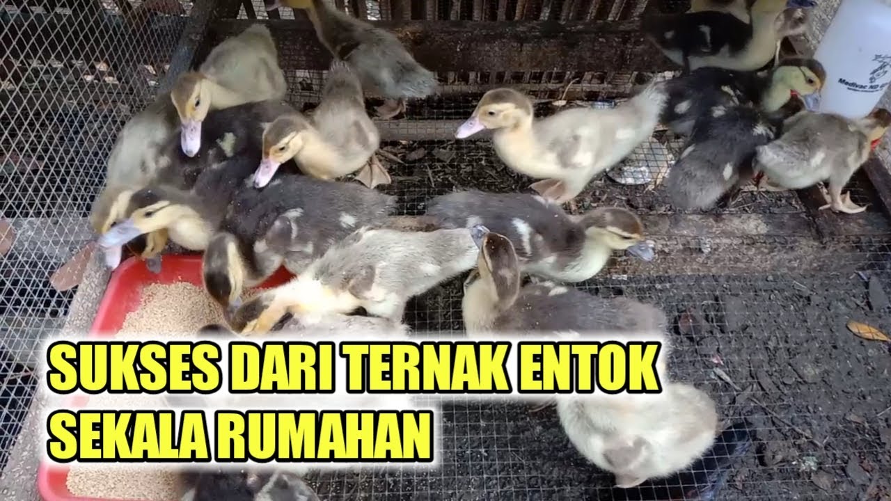 cara ternak entok yang benar biar hasil maksimal 
