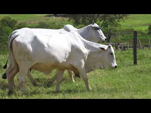 LOTE 96   NIVE 486, NIVE 571 e NIVE 602