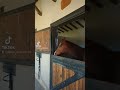 Кінний клуб у Чам&#39;юва, Кемер. Є що взяти на замітку!