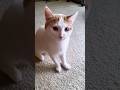 Your Cat is Having a Mood Swing