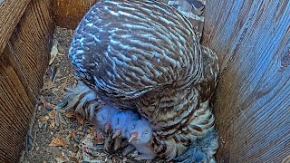 Cuteness Overload! Three Owlets Have Dinnertime Huddle in Barred Owl Nest Box - April 6, 2024