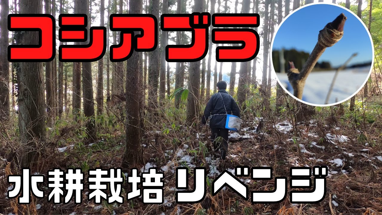 【コシアブラ、タラの芽、水耕栽培リベンジ】天ぷらが食べたい！！山菜はどうしたら育つ！？#コシアブラ水耕栽培に挑戦！？宮城県在住ユーチューバーおいちゃんの楽しい田舎暮らし