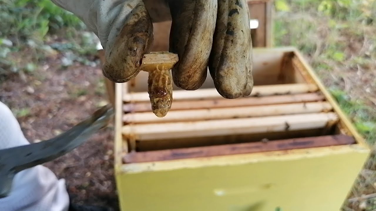 05.06.2022. - DODAVANJE MATIČNJAKA VEŠTAČKOM ROJU