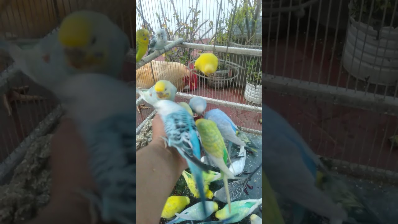 Warum flippt er bei diesem Detail aus Total Shock