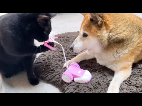 柴犬とお姉ちゃん猫のために頑張る黒猫くんだけど…