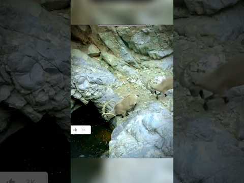 شاهد الغدر والخيانة بين الوعول الجبلية