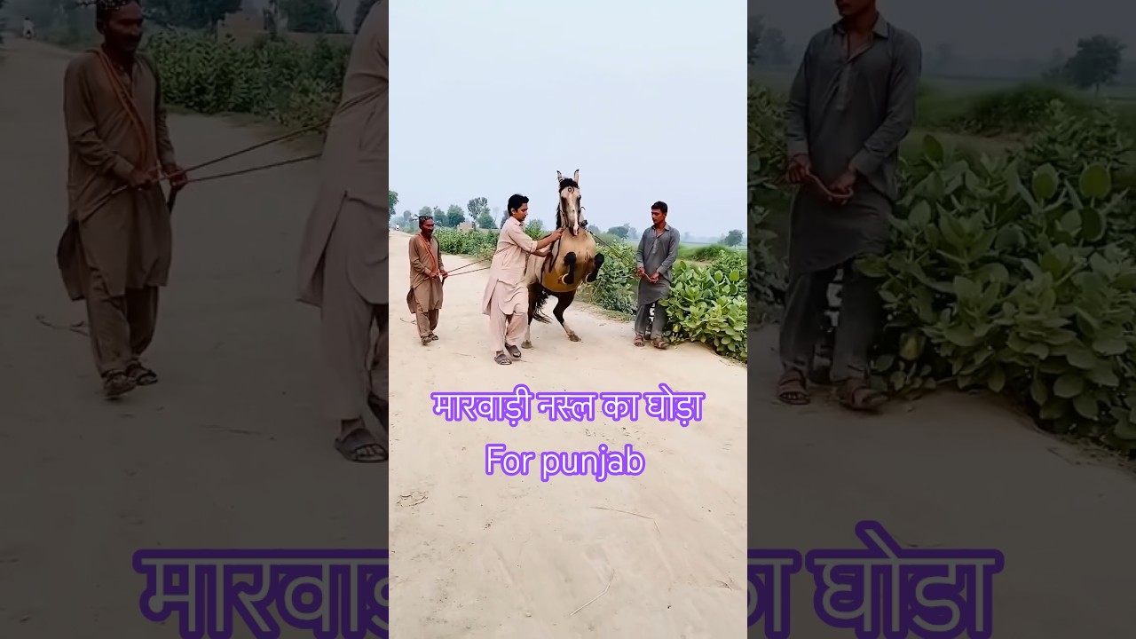 मारवाड़ी नस्ल का घोड़ा 😯😯😯 for punjab 