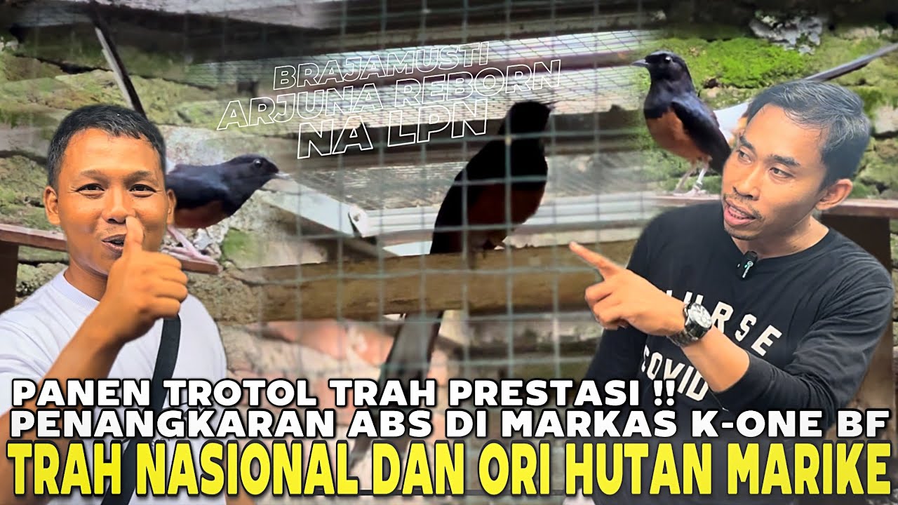 REVIEW INDUKAN‼️KITA PANEN TROTOL ABS DARI K-ONE BF | DARI TRAH NASIONAL DAN ORI HUTAN MARIKE 🔥