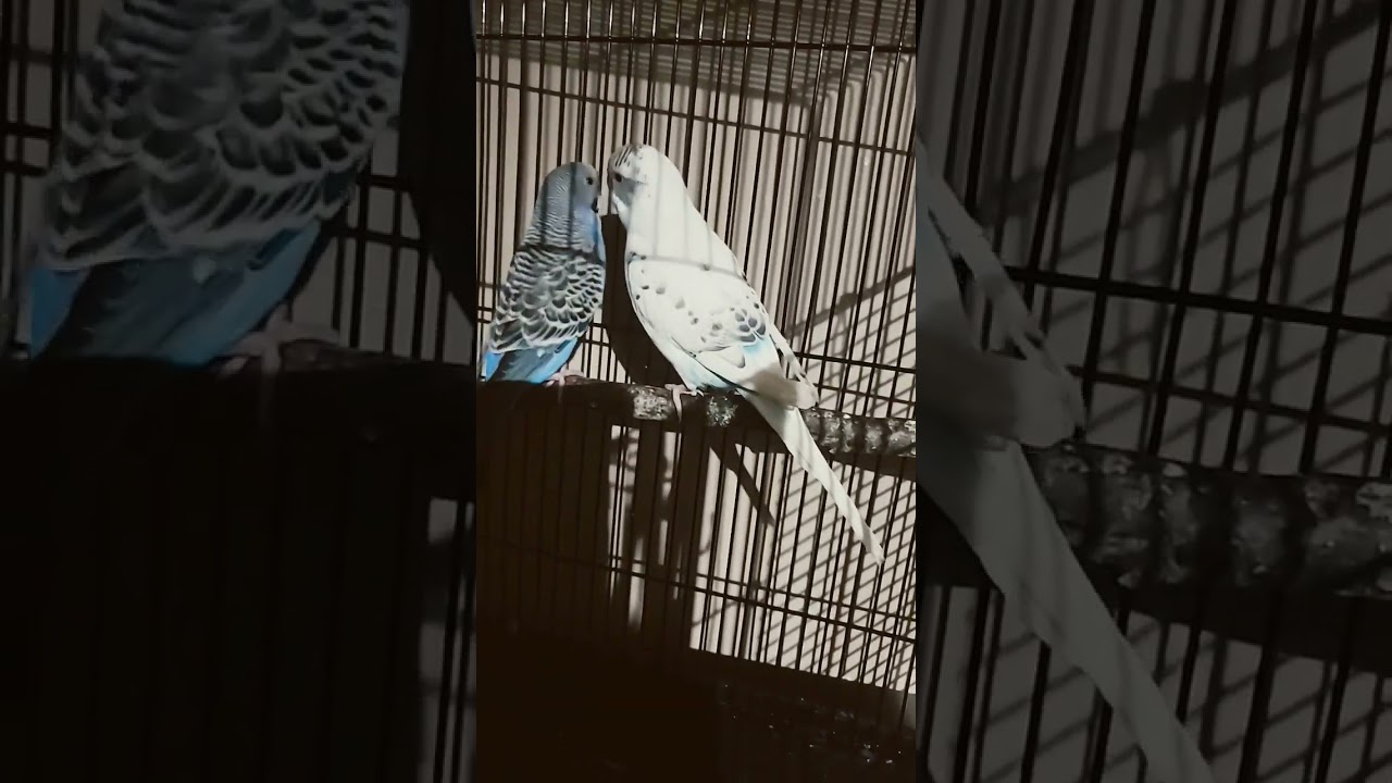 The puff birds on kissing mode