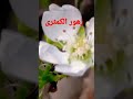 زهرة الكمثرى 