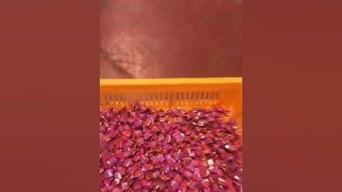 Loynds cut. And wrap