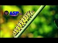 the uniqueness caterpillar animal lifestyle | animal planet || video cinematic