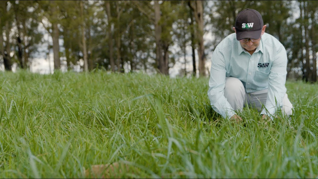 S&W Seed Company Tower Tall Fescue (15 sec) - YouTube