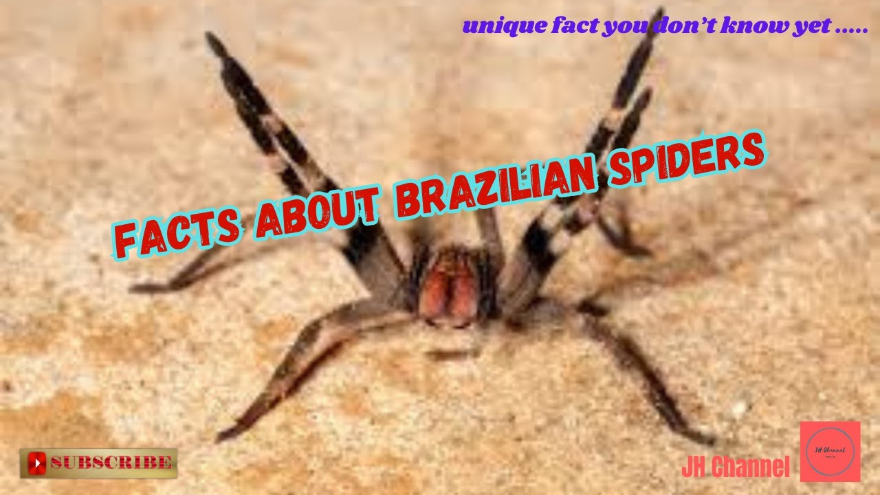5 Interesting Facts About Brazilian Spiders Unique Facts You Don t 5-interesting-facts-about-brazilian-spiders-unique-facts-you-don-t