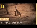 Un clan de lions se jette sur une girafe