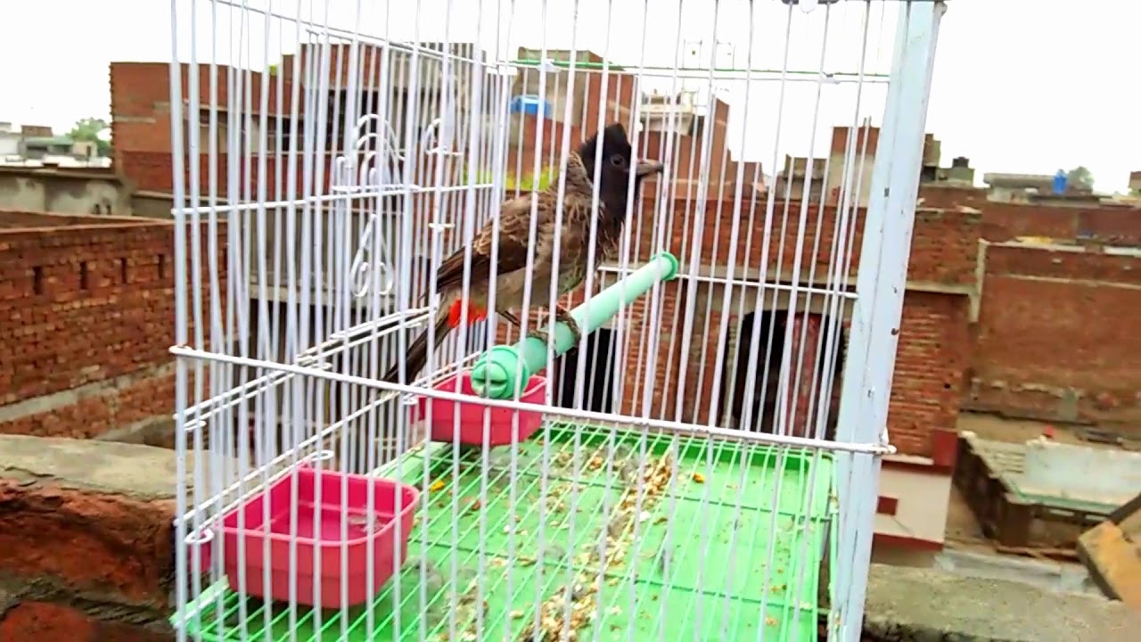 HAND TAMED BULBUL ( RED VENTED BULBUL ) الأحمر تنفيس كشميري بلبل 