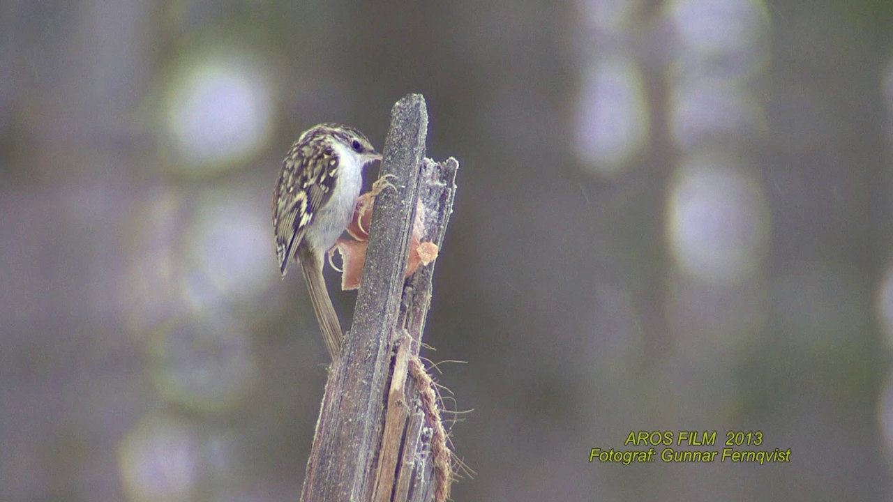 TRÄDKRYPARE Eurasian Treecreeper (Certhia familiaris) Klipp - 2045