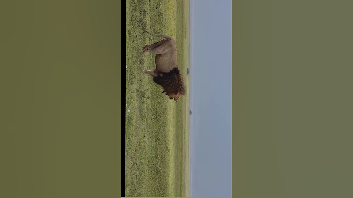 KING LION AT NGORONGORO CRATER