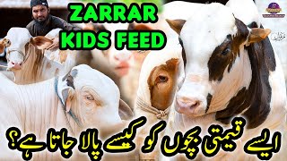 Zarrar Kids Feed Routine | Business Secrets Zarrar Cattle Farm Khanpur Branch Cattle Market Karachi