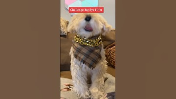 Dog Eye Filter Challenge 🐶 @TheJessiiShow #TheManniiShow.com/series