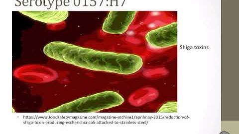 E.Coli 0157:H7