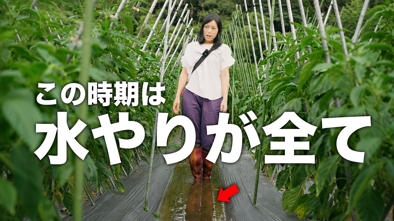 少なすぎる!梅雨明けの水やり