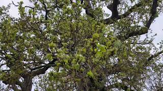 English oak - branches, twigs, young leaves & male catkins / flowers  - April 2025