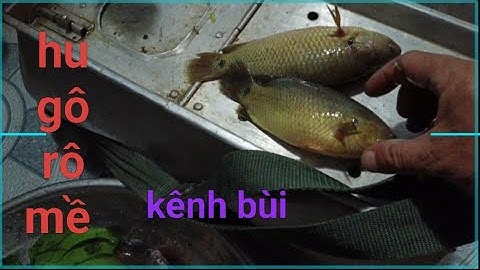 Tập 030 câu cá kênh bùi gặp ổ cá 🐟 bự quá 