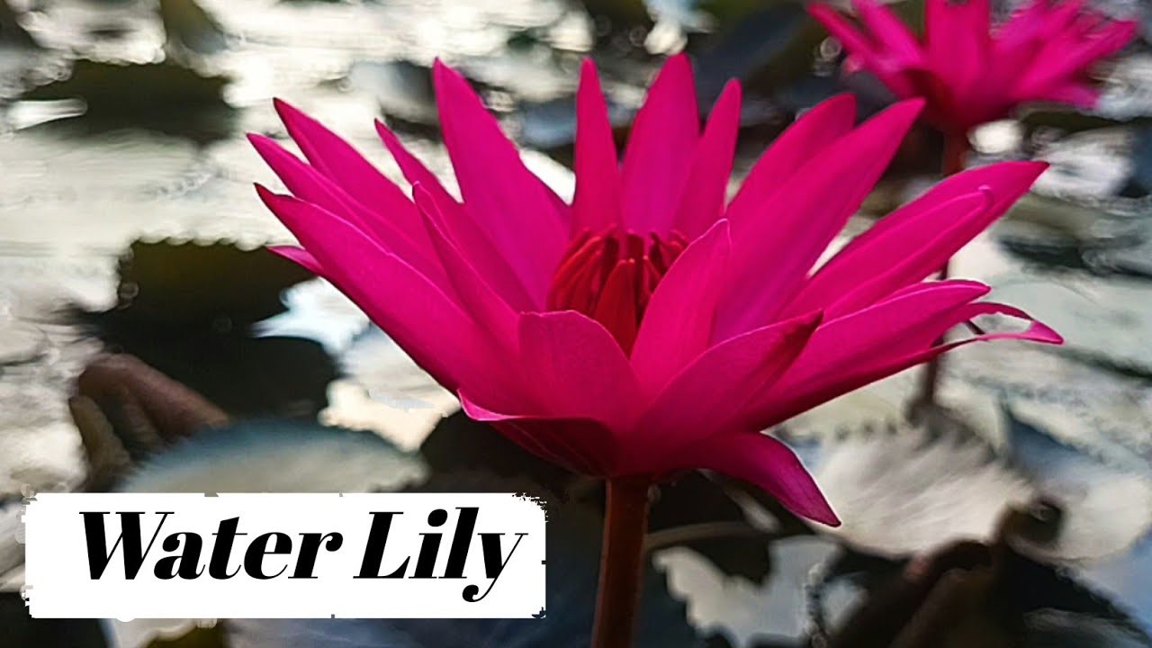 Water Lily || Nymphaea pubescens || ‎@NatureCapture63 