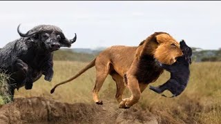 Great! Mother Buffalo rescue success newborn Buffalo from the king Lions,15 Wild Dogs vs 3 Lions