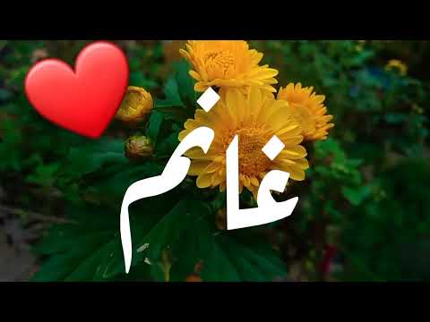أغنية إسم غانم غانم