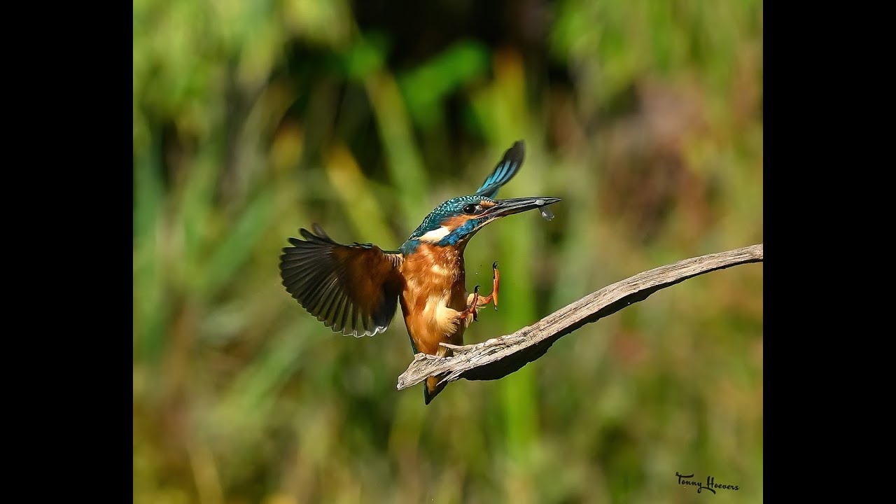 Kingfisher - IJsvogel