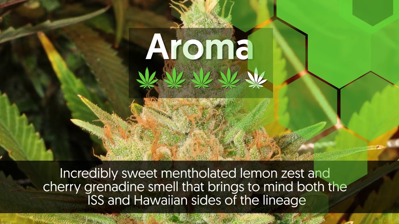 Strain Profile: Golden Goat