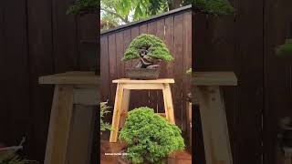 อัพเดทบอนไซ bonsai bonsaitree bonsaihunter garden diy pottedplants บอนไซ tree บอนไซฮันเตอร์