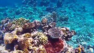 Snorkeling Pulau Lintang, June 5 2015