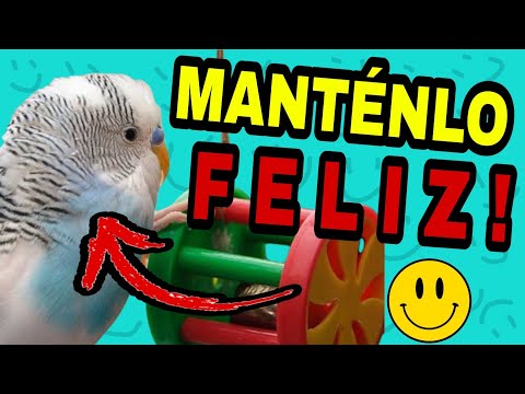 CÓMO ENTRETENER A