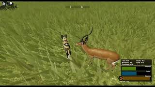 Hunting impala as a painted dog (Wild Savannah Roblox)