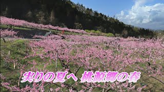 実りの夏へ　桃源郷の春　山梨県笛吹市