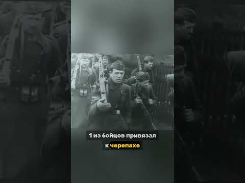 НЕМЦЫ 2 ЧАСА СТРЕЛЯЛИ ПО ЧЕРЕПАХАМ 😆 #Новороссийск #1943год #ВоеннаяХитрость #ВОВ