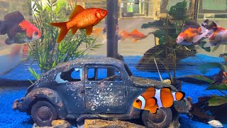 Звук аквариума c рыбками в зоомагазине