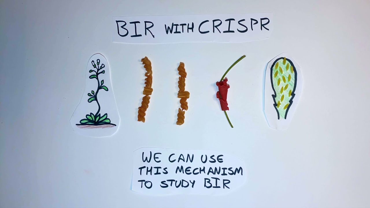 Break Induced Replication in Arabidopsis