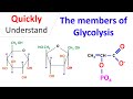 Members of Glycolysis | Chemistry of Glycolysis