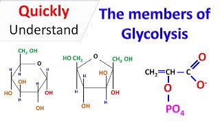 Members of Glycolysis | Chemistry of Glycolysis @quickbiochemistrybasics